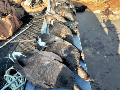 Layout Duck Hunting | Lake Huron, MI