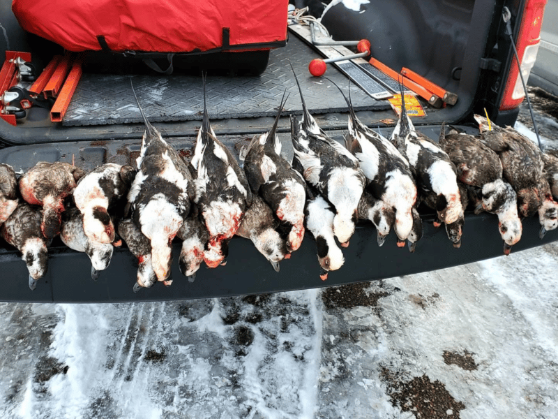 Layout Duck Hunting | Lake Huron, MI