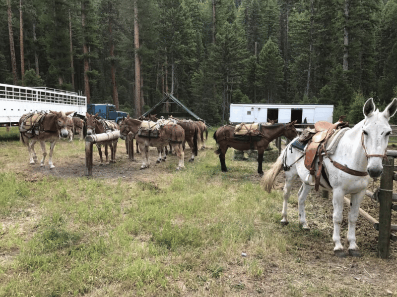 5 Day Spring Black Bear Hunt Rifle Big Timber, MT HuntAnywhere