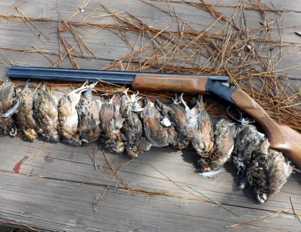 1 Day Quail Hunt Poplarville, MS HuntAnywhere