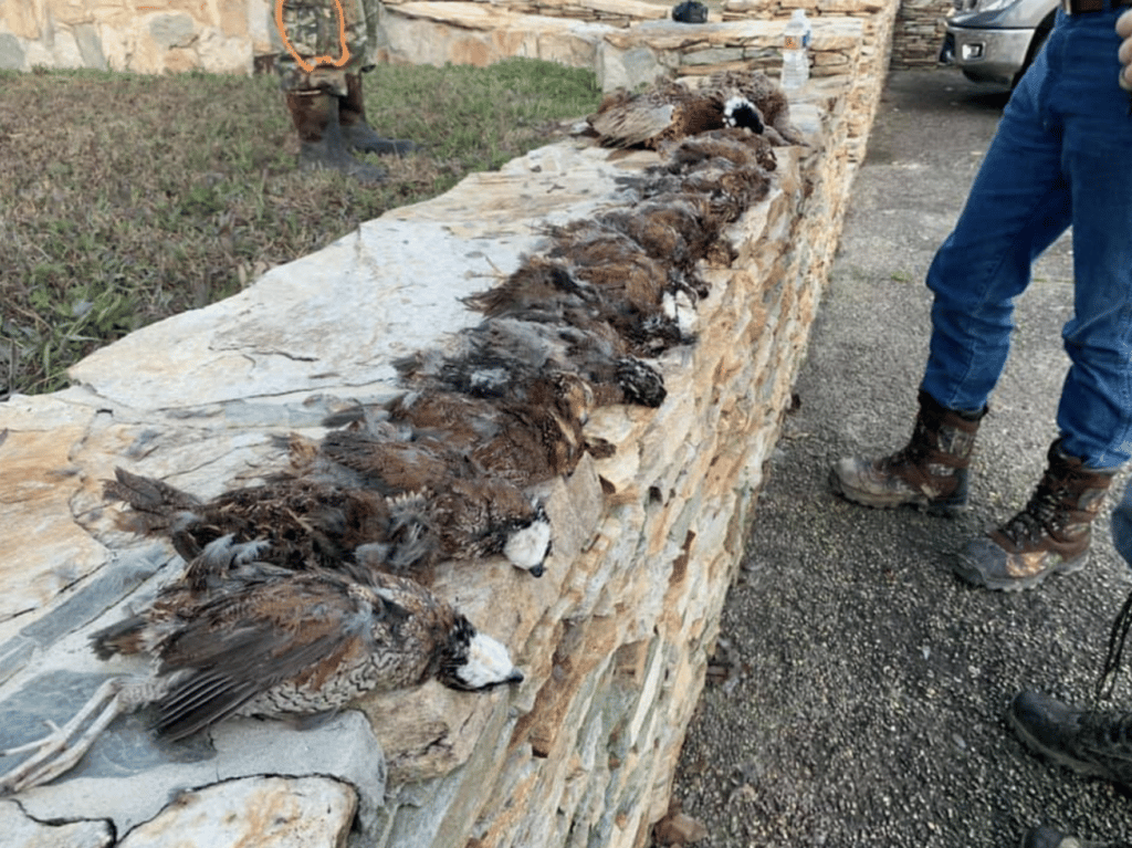 1 Day Quail Hunt Poplarville, MS HuntAnywhere
