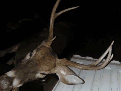 White-Tailed Deer Hunt | Bow | Lawrenceburg, TN