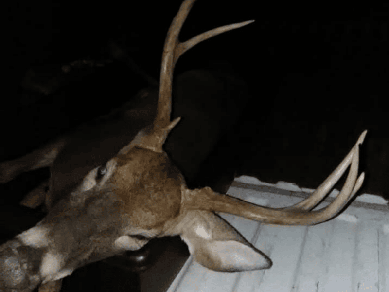 3 Day White-Tailed Deer Hunt | Bow | Lawrenceburg, TN