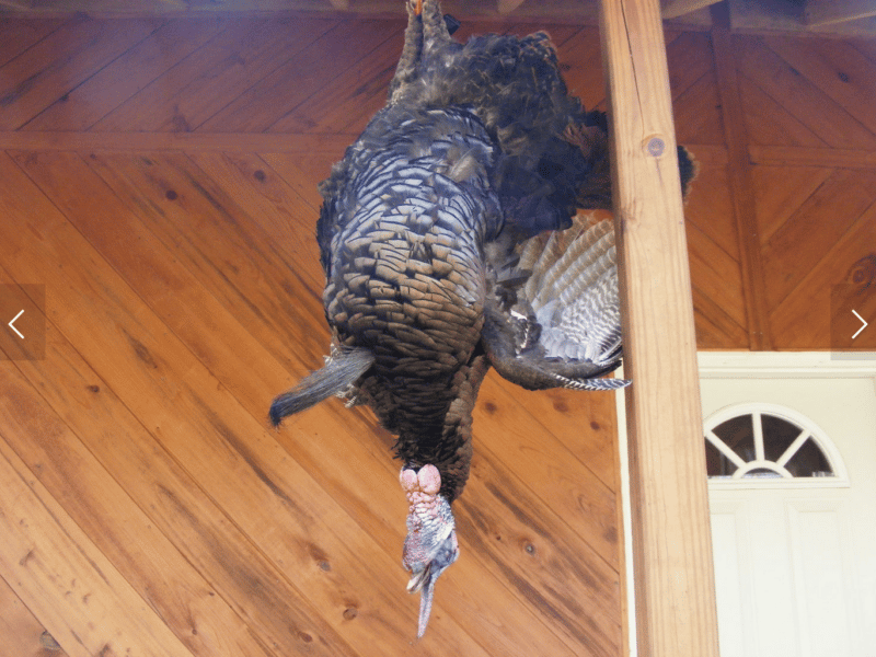2 Day Turkey Hunt | Lawrenceburg, TN