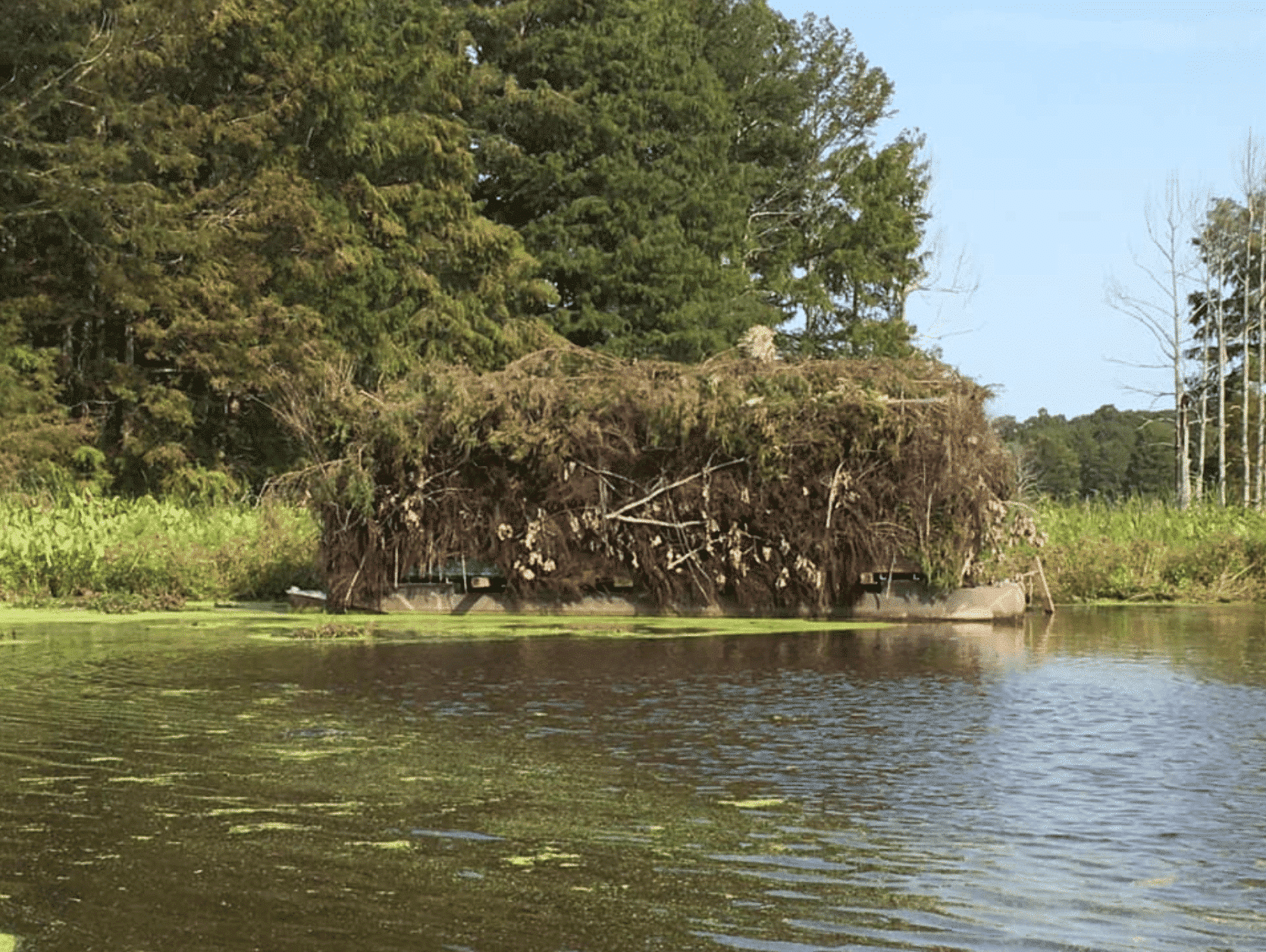 2 Day Reelfoot Lake Waterfowl Hunt | Troy, TN