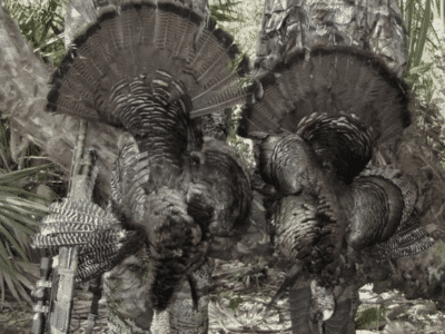 4 Person Group Spring Osceola Turkey Hunt | Chiefland, FL