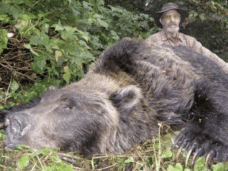 10 Day, 1on1 Brown Bear Hunt | Bow | Cordova, AK