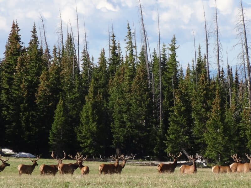 7 Day Elk Hunt | Drop Camp | Rifle | Gypsum, CO