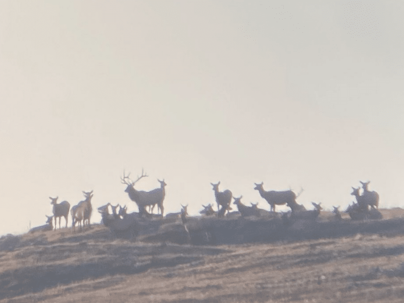 22+ Colorado Drop Camp Elk Hunts