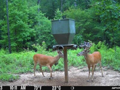 4 Day Whitetail Hunt | Archery | Arlington, GA