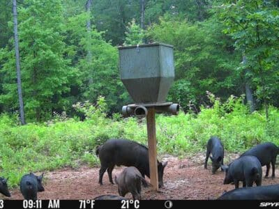 3 Day Wild Hog Hunt | Archery | Arlington, GA