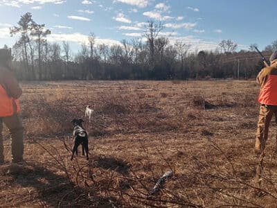 Full Day Quail Hunt | Shotgun | Snow Hill, NC