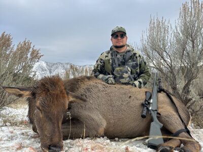 3 Day Guided Cow Elk Hunt | Rifle Colorado & Collbran Colorado