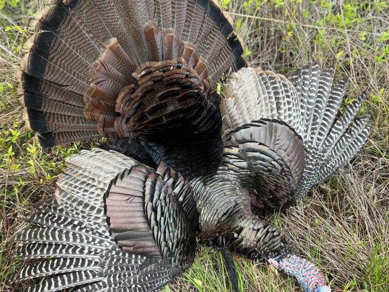 3 Day Turkey Hunt | Shotgun | Fernandina Beach, FL